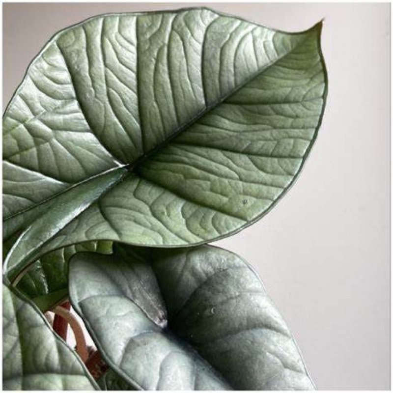 Alocasia (Alokázia) 'PLATINUM' - kont. C1L, výška 25-35 cm